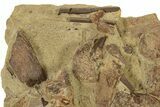 Sandstone With Hadrosaur Tooth, Tendons & Bones - Wyoming #228172-1